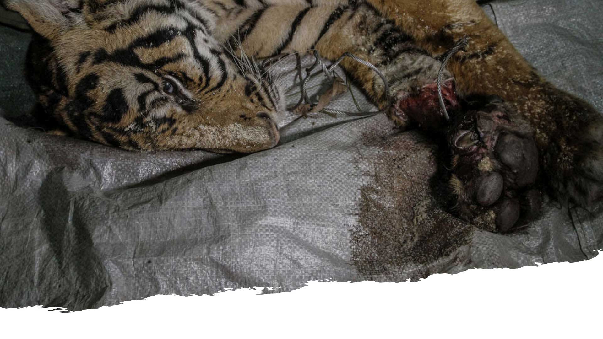 photo d’un tigre retrouvé mort dans la forêt indonésienne à cause de l’exploitation humaine